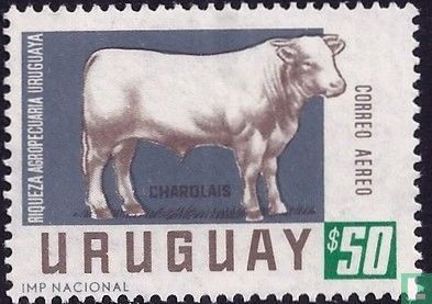 Charolais - Image 1