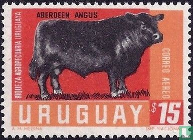 Aberdeen Angus - Image 1