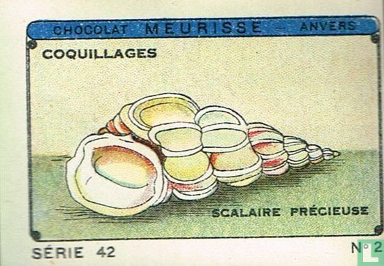 Coquillages - Scalaire précieuse