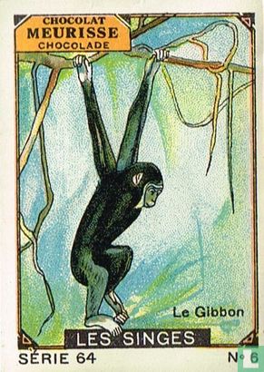 Les singes - Le Gibbon
