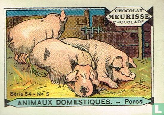 Animaux domestiques - Porcs