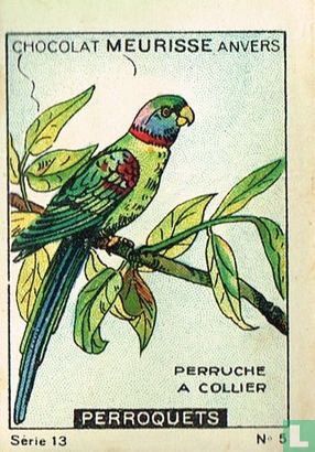 Perroquets - Perruche a collier