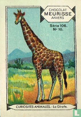 Curiosités animales - La Girafe