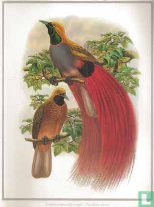 Grijsborstparadijsvogel / Paradisea decora