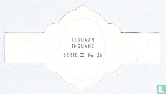 Iguana - Image 2