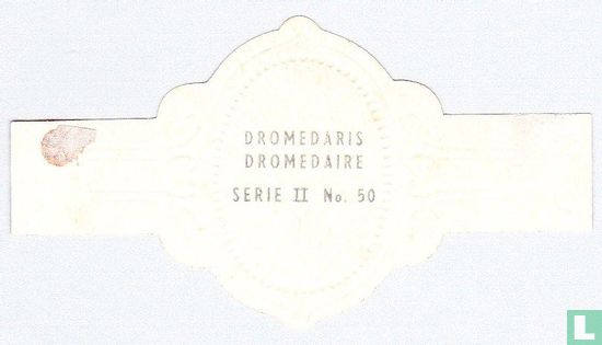 Dromedary - Image 2