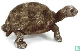 Jonge Giant Tortoise