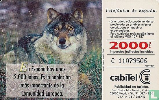 Lobo [canis lupus] - Image 2