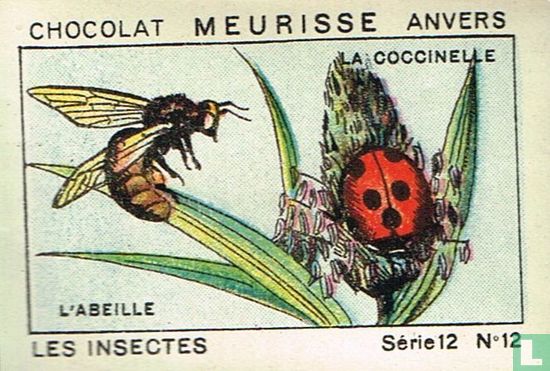 Les insectes - L' abeille / La coccinelle