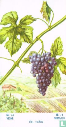 Wijnstok - Image 1