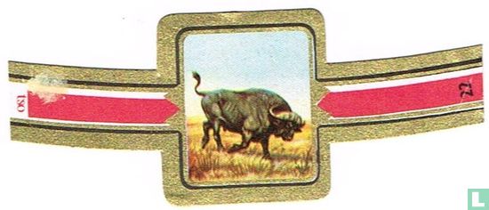 Kaffer-Buffel - Afbeelding 1