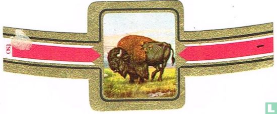 Bison - Image 1
