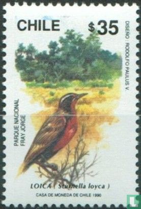 Northern Marsh Meadowlark