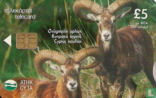 Cyprus Mouflon, (Ovisgmelini ophion) - Afbeelding 1