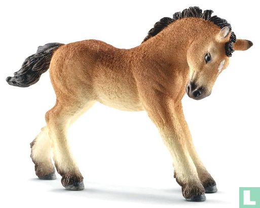 Ardennes foal