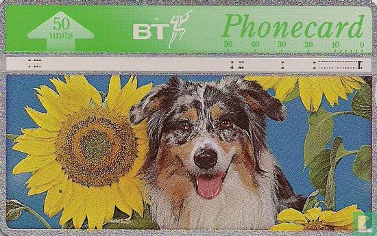 Spring In The Air - Dog & Sunflowers - Bild 1