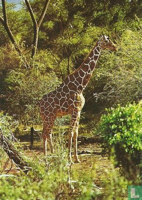 Giraffe (763) - Image 1