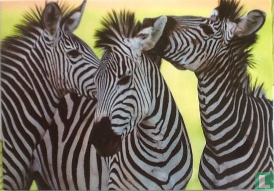 Zebra's - Bild 1