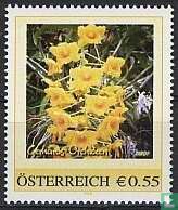 Les orchidées de Gerhard 2