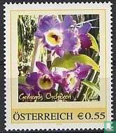 Orchideeën Gerhard´s 3
