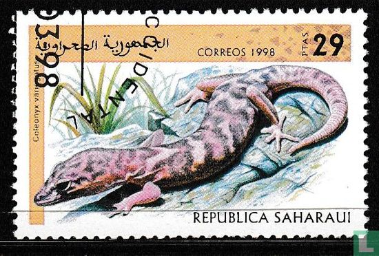 Saharaui, République, reptiles
