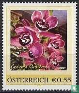 Gerhard´s Orchideen 1