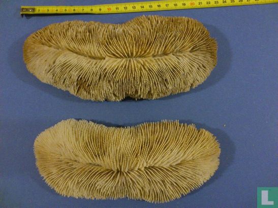 Corail champignon allongé - Bild 2