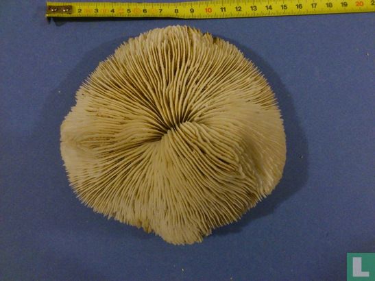 Corail champignon - Afbeelding 1