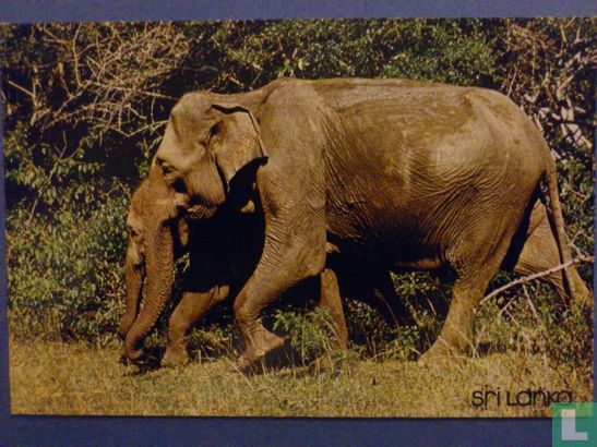 Yala: les éléphants sauvages - Bild 1