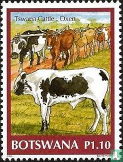 Tswana cattle
