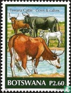Tswana cattle