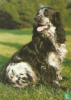 TN915 - Cocker Spaniël - Image 1