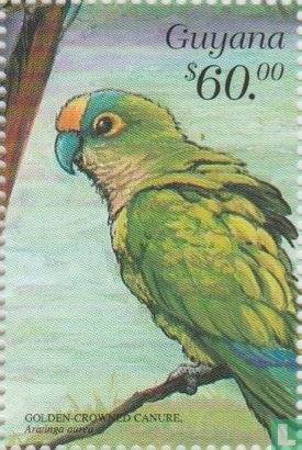 Conure couronnée