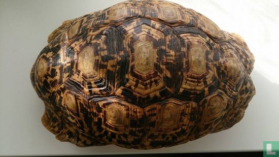 Schildpad schild - Bild 2
