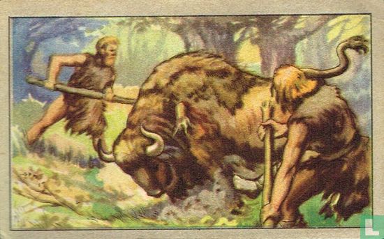 De Germanen maken jacht op de Europese bison of wisent - Image 1