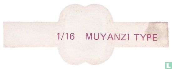Muyanzi  type  - Image 2