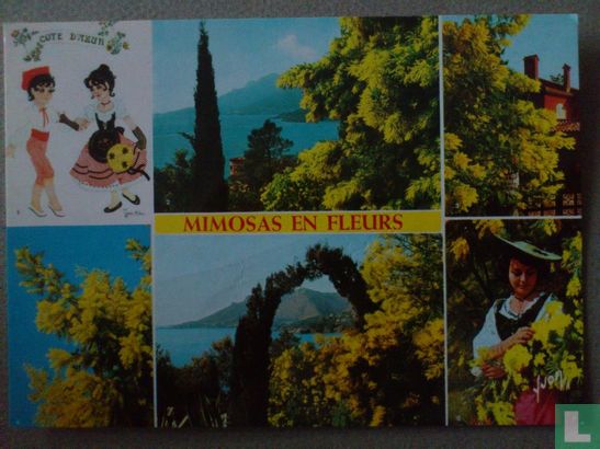 Côte d'Azur:mimosas en fleurs - Afbeelding 1
