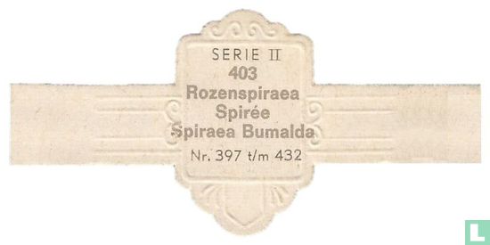 Rozenspiraea - Spiraea Bumalda - Afbeelding 2