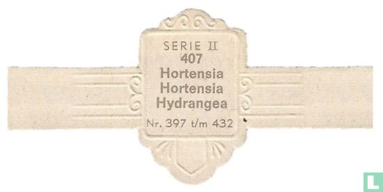 Hortensia - Hydrangea - Bild 2