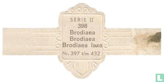 Brodiaea - Brodiaea laxa - Bild 2