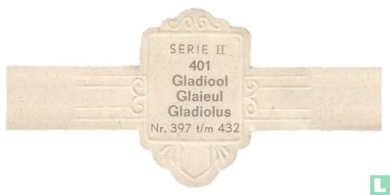 Gladiool - Gladiolus - Bild 2