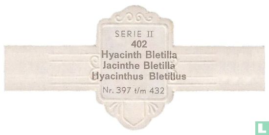 Hyacinth Bletilla - Hyacinthus Bletillus - Afbeelding 2