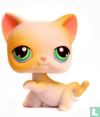 Kortharige kat