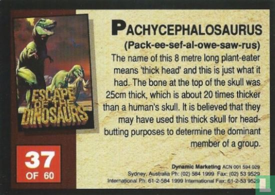 Pachycephalosaurus - Afbeelding 2