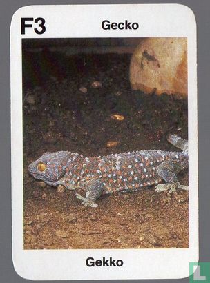 Gecko/Gekko - Image 1