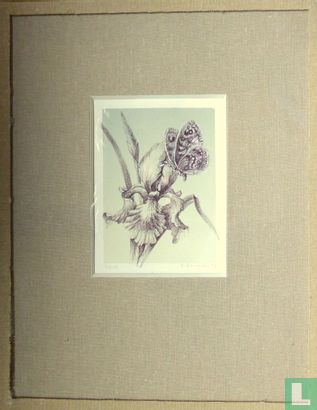 Vlinder 33/110 - Afbeelding 2