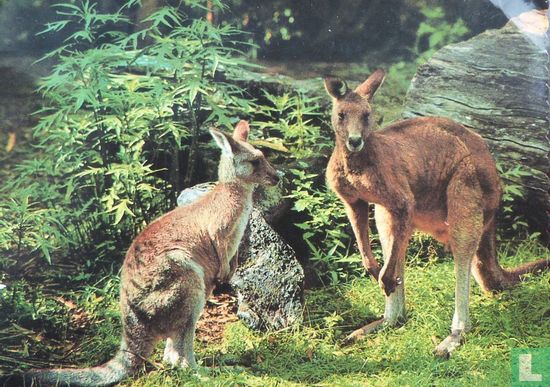 (BG 171) Kangaroo's - Bild 1
