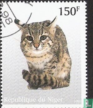 Niger - Katten