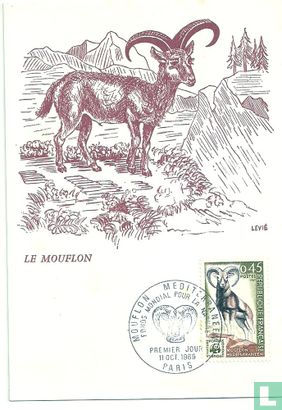 Mouflon méditerranéen