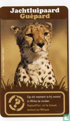 WWF Memorykaart - Image 1